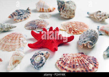 Red Starfish with Cockleshell on white background. Seashell background. Stock Photo