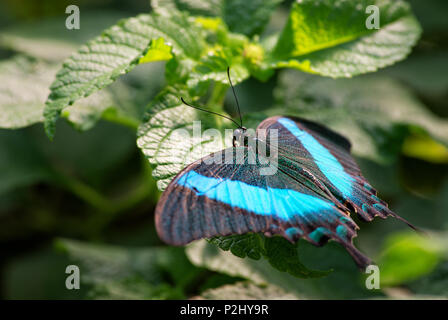 Emerald Swallowtail - Papilio palinurus, beautiful blue and black butterfly from Malaysia forests. Stock Photo