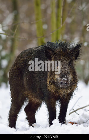 Wild boar in the winter forest, (sus scrofa) Stock Photo