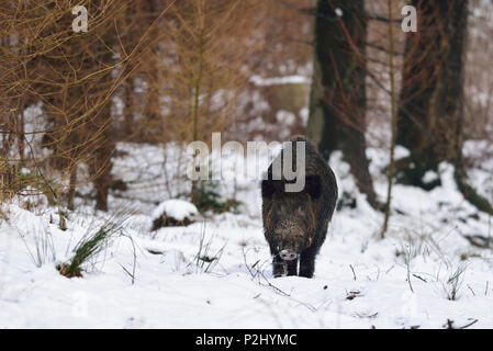 Wild boar male  in the winter forest, (sus scrofa) Stock Photo