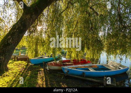 rowing boats on the banks beneath a willow tree, Seehausen am Staffelsee, near Murnau, Blue Land, district Garmisch-Partenkirche Stock Photo