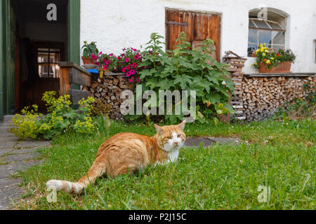 Cat in front of an old farmhouse, Seehausen am Staffelssee, near Murnau, district Garmisch-Partenkirchen, Blue Land, Bavarian al Stock Photo