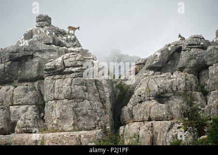 Cantabrian chamois, Rupicapra pyrenaica parva, on rocks at Torcal de Antequera, Malaga Province, Andalusia, Spain Stock Photo