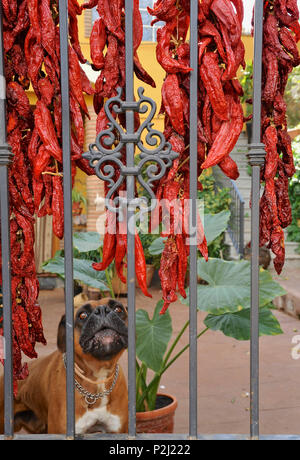 Dog behind fence where pointed red pepper is drying, Monachil near Granada, at the foothills of the Sierra Nevada, Andalusia, Sp Stock Photo