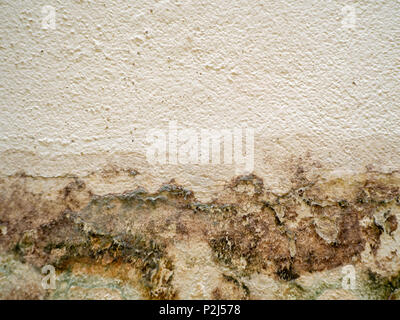 Whit Old Grunge Corrosion Wall and Green Moss Background Texture Stock Photo