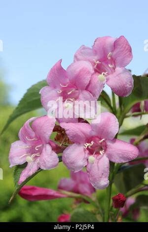 Pink Weigela Flowers Stock Photo