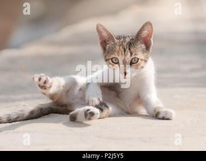 Cute dilute calico tabby baby kitten roll around playfully on her back, exposes her belly, Cyprus Stock Photo