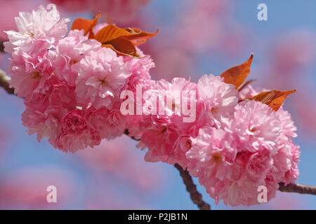 Cherry blossom, Japanese Cherry, Lat. Prunus serrulata, in Spring, Munich, Upper Bavaria, Bavaria, Germany, Europe Stock Photo