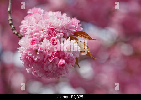 Cherry blossom, Japanese Cherry, Lat. Prunus serrulata, Spring, Munich, Upper Bavaria, Bavaria, Germany, Europe Stock Photo