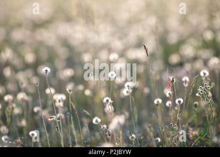 Dandelions on the meadow in sunset light Stock Photo