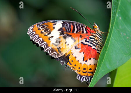 Leopard Lacewing - Cethosia cyane, beautiful orange and red butterfly from East Asian forests. Stock Photo