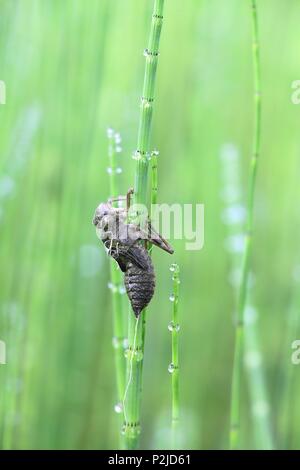 Dragonfly exuvia or larval skin, four-spotted chaser,  Libellula quadrimaculata Stock Photo