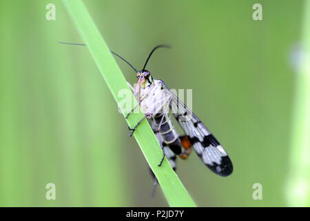 Panorpa communis, common scorpion fly Stock Photo