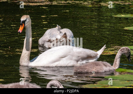 Mute swan family parents and cygnets on the Sankey canal. Stock Photo