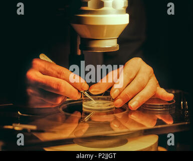 A scientist uses a low-power microscope to examine anatomy of a nematode worm. Stock Photo