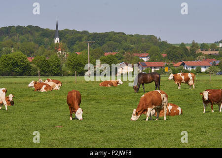 Farm animals, cows and horses in the middle of bavaria germany Stock Photo