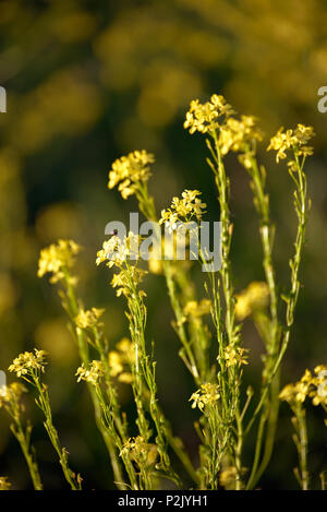 Yellow flowers of a winter cress close up Stock Photo