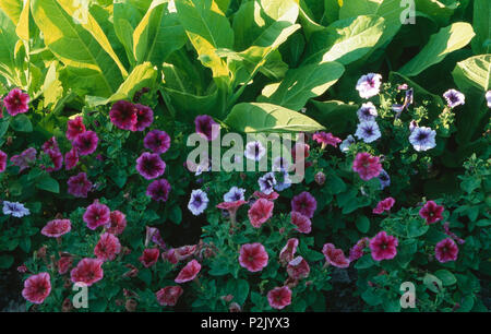 Close-up of pink and white petunias with variegated hostas Stock Photo