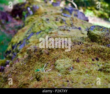 Lichen growing on a fallen tree Stock Photo