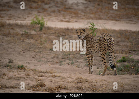 Wild Cheetah Photographed on Safari in South Africa Stock Photo