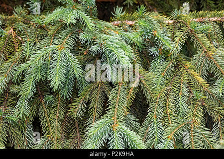 Background of the lowered fluffy spruce branches in the Siberian taiga. Great for Christmas backdrop Stock Photo