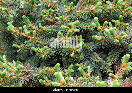 Siberian Spruce Stock Photo - Alamy