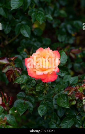 Rosa ‘Jam and Jerusalem’. Floribunda rose Stock Photo