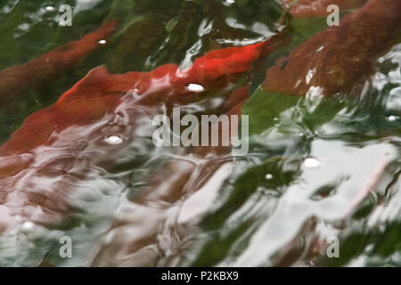 Red Saukeye salmon swimming upstream in shallow water during the annual spawning run in a close up view Stock Photo