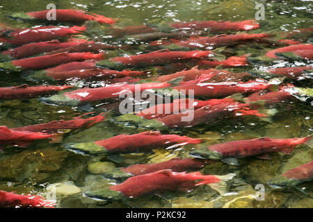 School of red saukeye salmon swimming upstream in shallow water during the annual spawning run in Russian River, Kenia Peninsula, Alaska Stock Photo