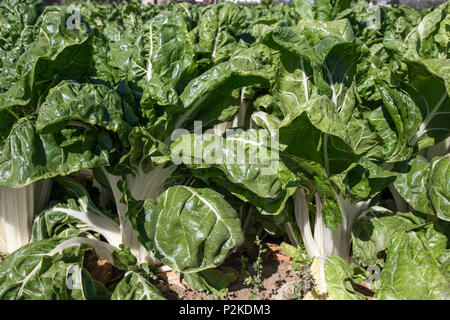 Magnificent chard plants at organic farm, Spain. Low angle view closeup Stock Photo