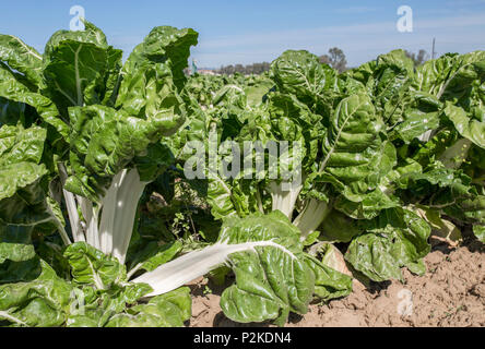 Magnificent chard plants at organic farm, Spain. Low angle view closeup Stock Photo