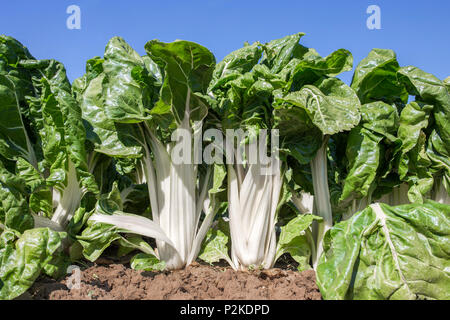 Magnificent chard plants at organic farm, Spain. Low angle view closeup Stock Photo