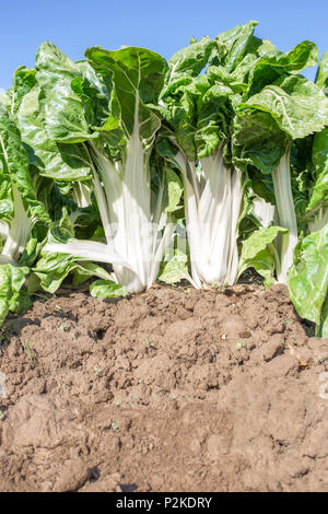 Magnificent chard plants at organic farm, Spain. Low angle view closeup Stock Photo