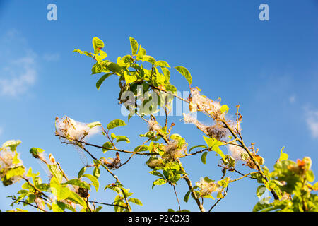 A Bird Cherry being attacked by bird-cherry ermine (Yponomeuta evonymella) a moth whose caterpillars strip the leaves. Stock Photo