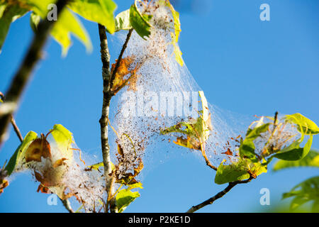 A Bird Cherry being attacked by bird-cherry ermine (Yponomeuta evonymella) a moth whose caterpillars strip the leaves. Stock Photo
