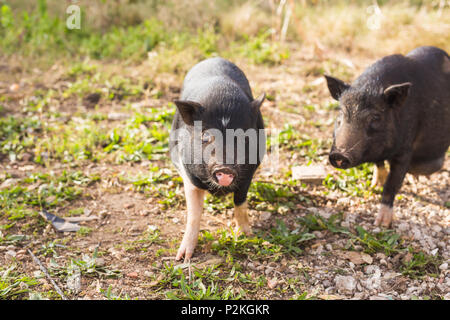 Baby wild pigs Stock Photo