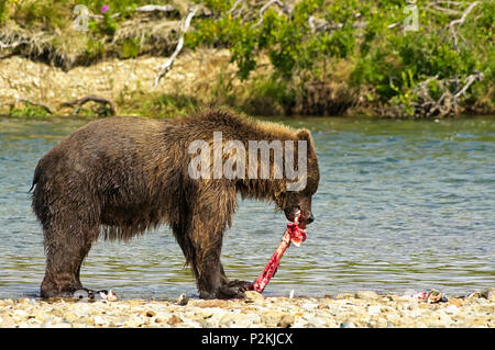 A famish giant brown bear eating a salmon in a river in the Katmai peninsula, Alaska. Hungry bear on the shore of a river eating salmons Stock Photo