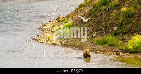 A big brown bear walking in a river in the Katmai peninsula, Alaska. Hungry bear looking for salmons in an Alaskan river Stock Photo