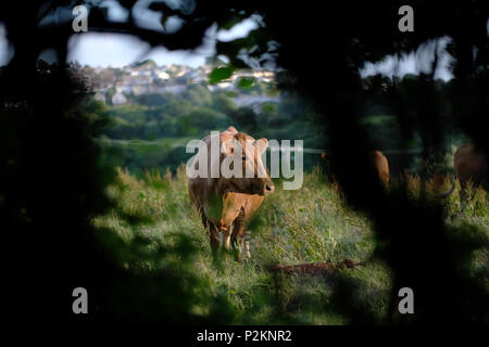 Feeding cows in a field in Cornwall Stock Photo