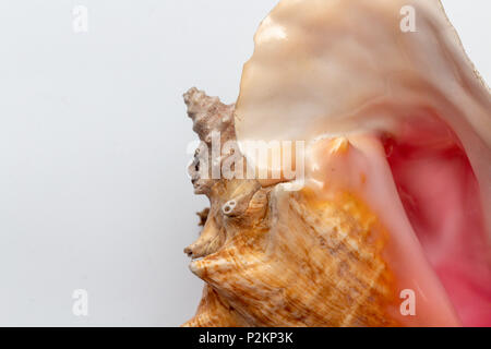 Dry gigantic sea shell. Soft surface inside, rough and textured on the outside. Stock Photo