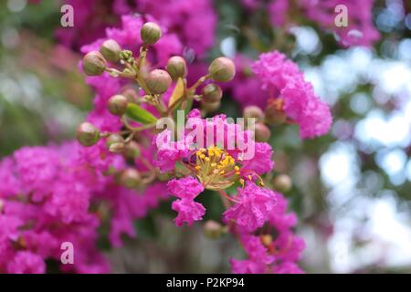 Crepe Myrtle flowers and capsules, crape myrtle, Lagerstroemia. Tropical and subtropical pink flowering shrub, southern Texas, Gulf Coast, USA. Stock Photo