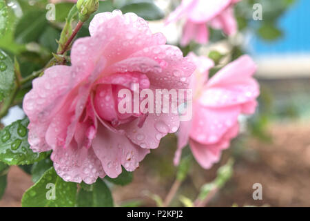 Raindrops on beautiful pink rose in full bloom in spring. Stock Photo