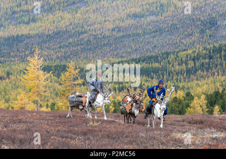 tsaatan family bringing firewood from a forest on reindeer Stock Photo