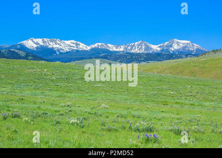 meadow below the tobacco root mountains near harrison, montana Stock Photo