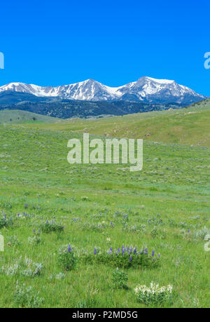 meadow below the tobacco root mountains near harrison, montana Stock Photo