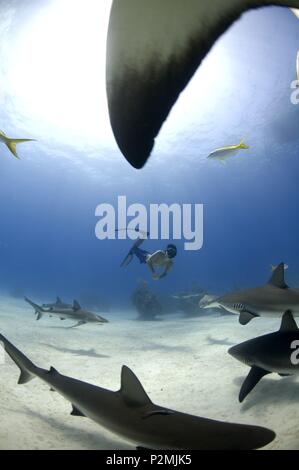 SHARK SCENE, SHARKWATER, 2006 Stock Photo - Alamy