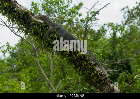 Monitor Lizard at the Sundarbans, a UNESCO World Heritage Site and a wildlife sanctuary. The largest littoral mangrove forest in the world, it covers  Stock Photo