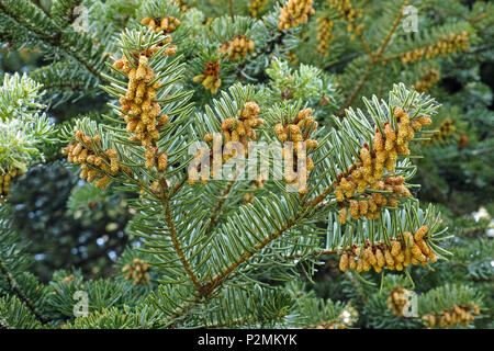 branches of silver fir with monoecious male flowers Stock Photo