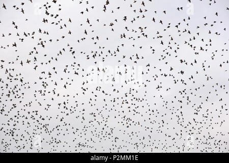 a flock of common starlings in flight Stock Photo