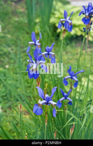 The flower of the Northern blue flag grows among the Swamp grass on a blurred background. Close up. Stock Photo
